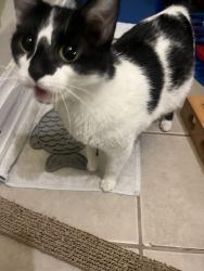 Found/Stray Female Cat last seen armitage and spaulding, Chicago, IL 60647