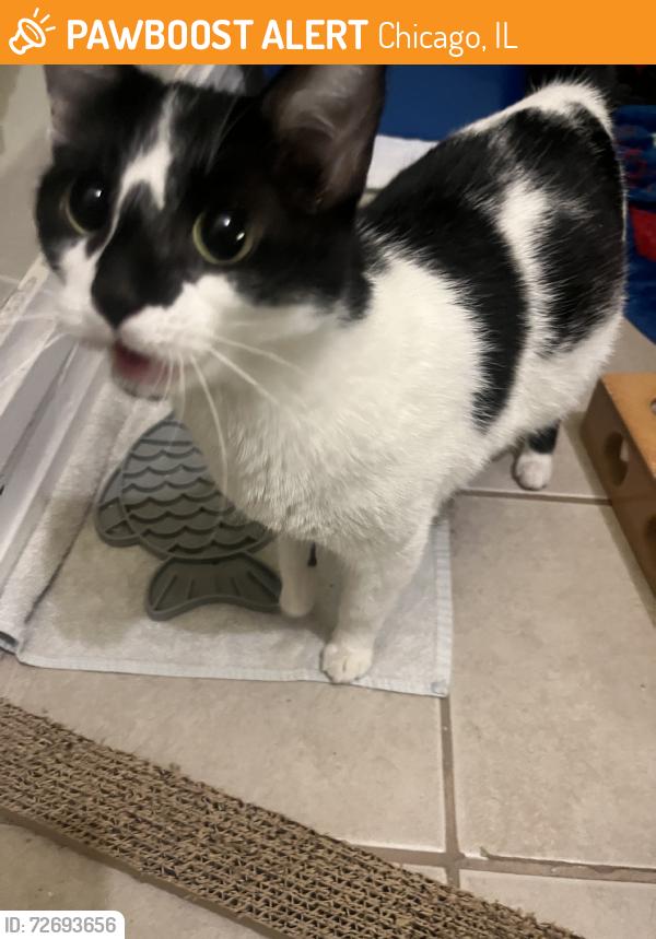 Found/Stray Female Cat last seen armitage and spaulding, Chicago, IL 60647