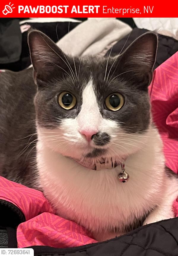 Lost Female Cat last seen Serene , Enterprise, NV 89139