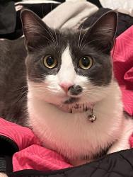 Lost Female Cat last seen Serene , Enterprise, NV 89139