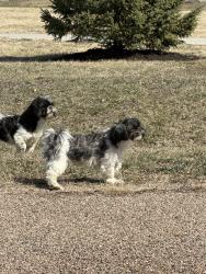 Found/Stray Female Dog last seen Runza, Bennington, NE 68007