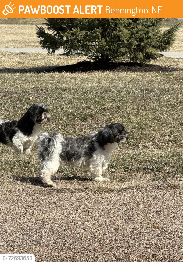 Found/Stray Female Dog last seen Runza, Bennington, NE 68007