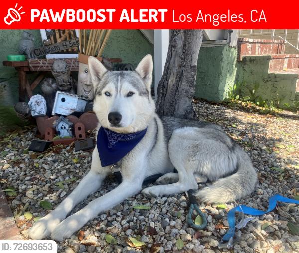 Lost Male Dog last seen Near Ventura Blvd, Studio City, CA 91604, Los Angeles, CA 91604