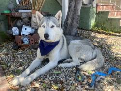 Lost Male Dog last seen Near Ventura Blvd, Studio City, CA 91604, Los Angeles, CA 91604
