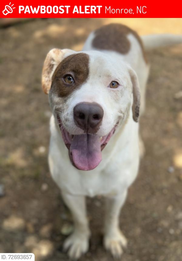 Lost Male Dog last seen Hwy 218, Monroe, NC 28110