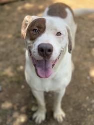 Lost Male Dog last seen Hwy 218, Monroe, NC 28110