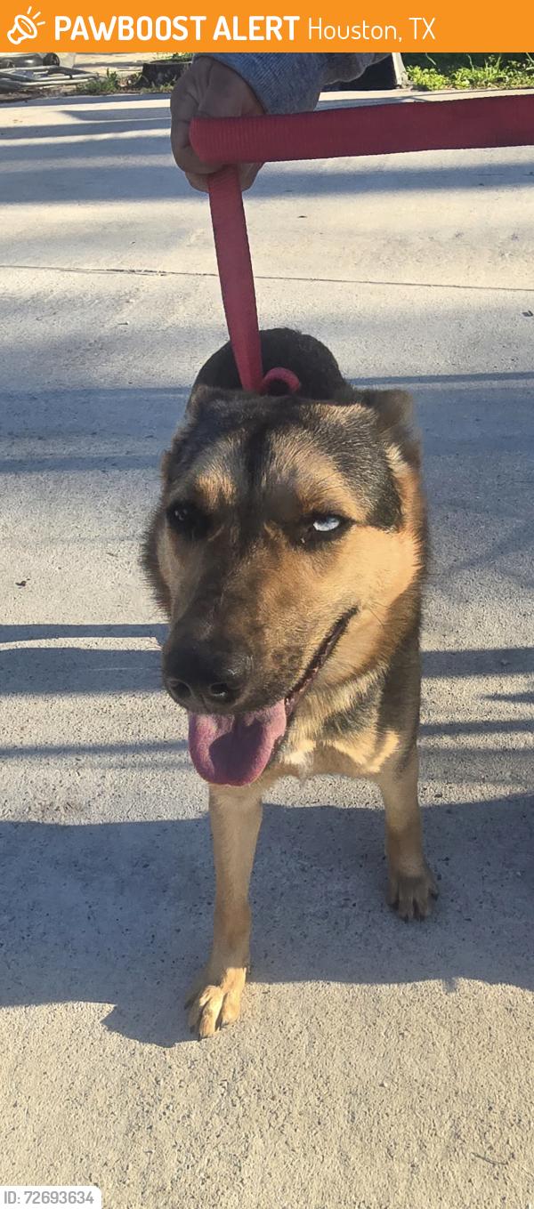 Found/Stray Female Dog last seen At Herman Brown Park in Mercury rd, Houston, TX 77013
