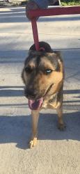 Found/Stray Female Dog last seen At Herman Brown Park in Mercury rd, Houston, TX 77013