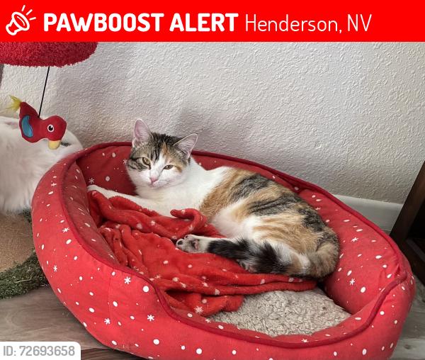 Lost Female Cat last seen Warm Springs and Green Valley, Henderson, NV 89014