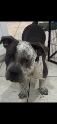 Lost Female Dog last seen Nw 199st miami gardens, Miami Gardens, FL 33056