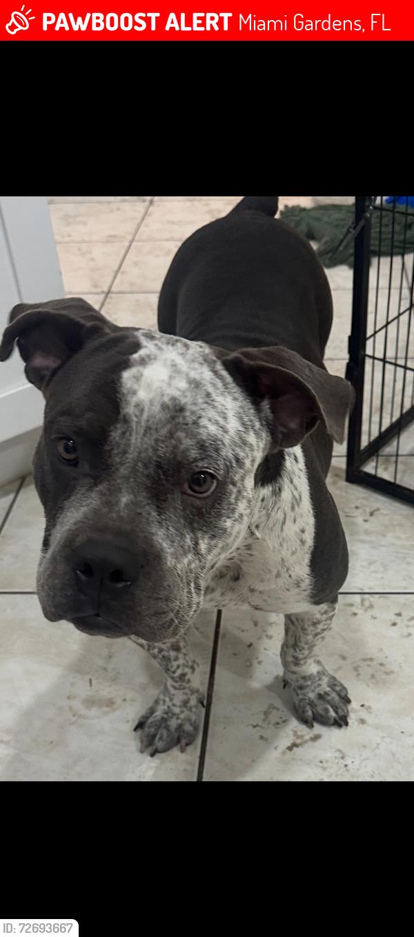 Lost Female Dog last seen Nw 199st miami gardens, Miami Gardens, FL 33056