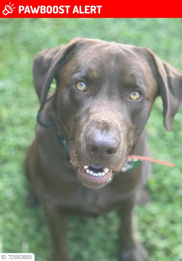 Lost Male Dog last seen Connelly Springs Rd near the Gas hse, ABC Store, and Dollar General, Cajah's Mountain, NC 28645
