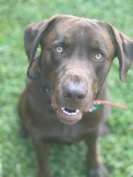 Lost Male Dog last seen Connelly Springs Rd near the Gas hse, ABC Store, and Dollar General, Cajah's Mountain, NC 28645
