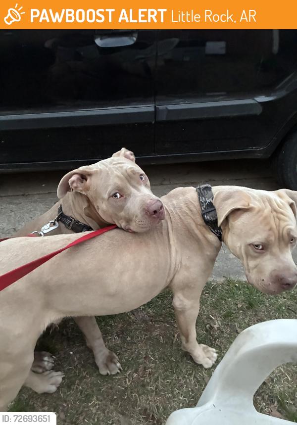 Found/Stray Female Dog last seen South Tyler street , Little Rock, AR 72204