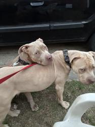 Found/Stray Female Dog last seen South Tyler street , Little Rock, AR 72204