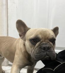 Lost Male Dog last seen Nw 199st, Miami Gardens, FL 33056