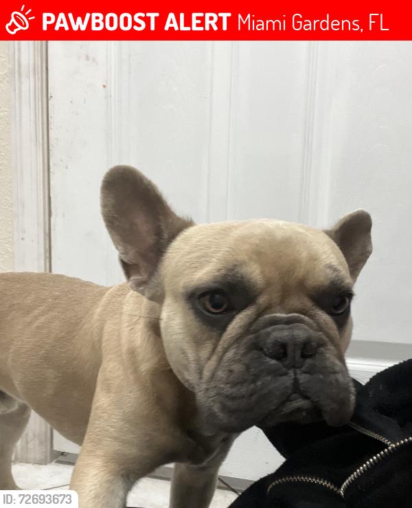 Lost Male Dog last seen Nw 199st, Miami Gardens, FL 33056