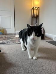 Lost Male Cat last seen Brandywine between 45th and 46th streets, Washington, DC 20016