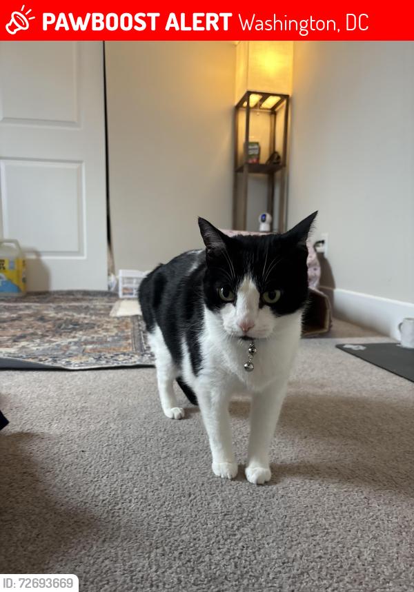 Lost Male Cat last seen Brandywine between 45th and 46th streets, Washington, DC 20016