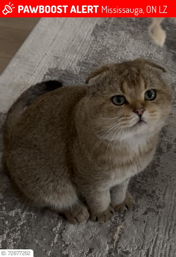 Lost Male Cat last seen Burnhamthorpe Rd/Tomken Rd, Mississauga, ON L4Y