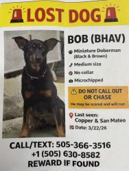 Lost Male Dog last seen San Mateo and I40, Albuquerque, NM 87110