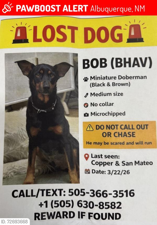 Lost Male Dog last seen San Mateo and I40, Albuquerque, NM 87110