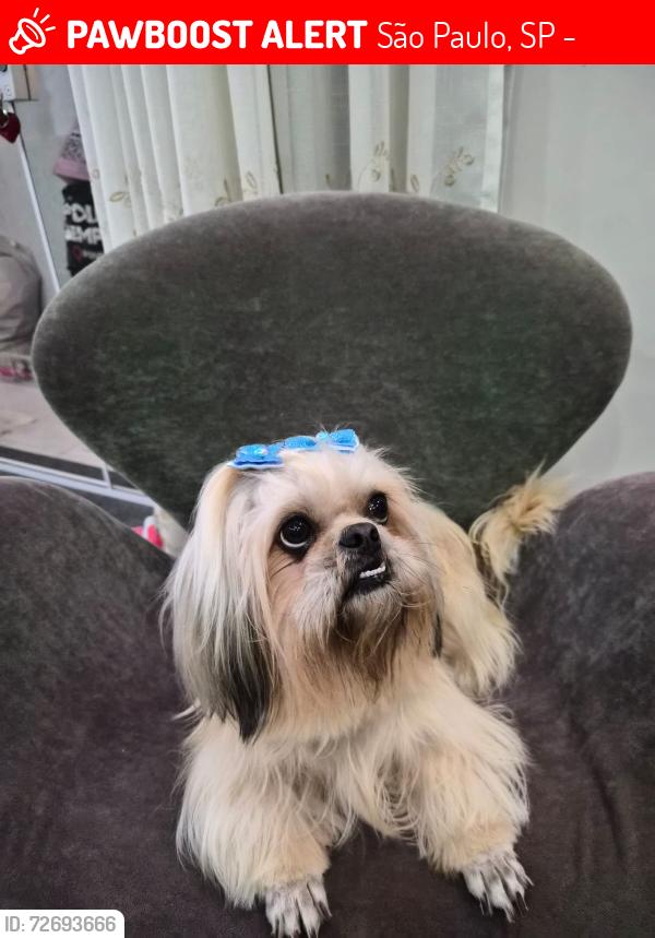 Lost Female Dog last seen Taquara, São Paulo, SP 03625-040