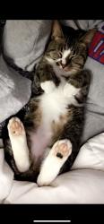 Lost Female Cat last seen memphis arlington and oak forrest, Bartlett, TN 38135