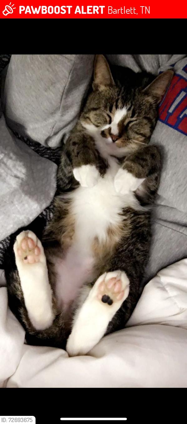 Lost Female Cat last seen memphis arlington and oak forrest, Bartlett, TN 38135