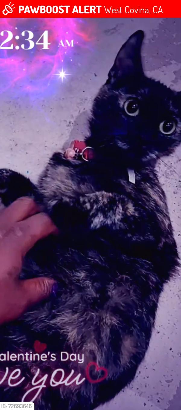 Lost Female Cat last seen In The Skaura Of Tokyo Parking Lot , West Covina, CA 91790