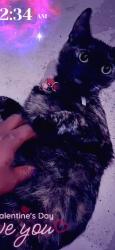 Lost Female Cat last seen In The Skaura Of Tokyo Parking Lot , West Covina, CA 91790