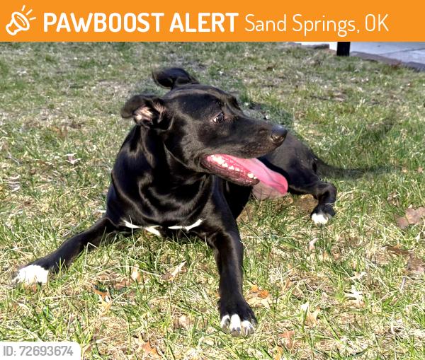 Found/Stray Female Dog last seen W 35th st s and s 65th w ave, Sand Springs, OK 74063