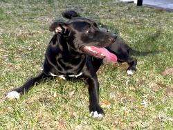 Found/Stray Female Dog last seen W 35th st s and s 65th w ave, Sand Springs, OK 74063