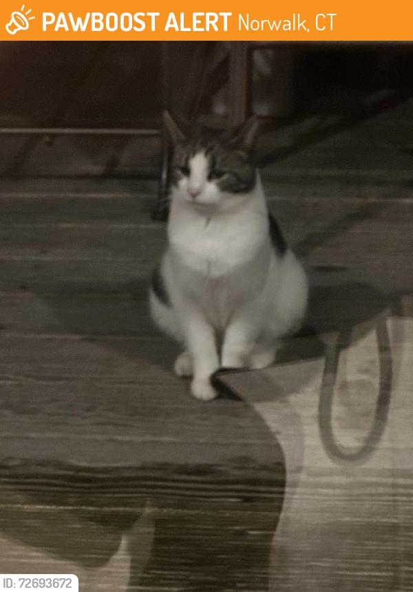 Found/Stray Unknown Cat last seen Fullin court and Fullin Road, Norwalk, CT 06880