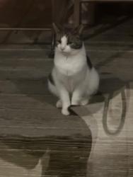 Found/Stray Unknown Cat last seen Fullin court and Fullin Road, Norwalk, CT 06880