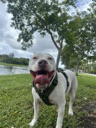 Lost Male Dog last seen Near Shipping Ave Miami, FL  33133 United States, Miami, FL 33133
