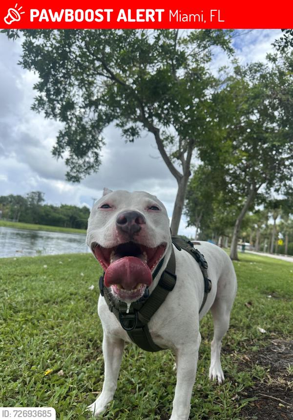Lost Male Dog last seen Near Shipping Ave Miami, FL  33133 United States, Miami, FL 33133