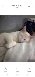 Lost Male Cat last seen Monroe and South Street Kilgore, Kilgore, TX 75662