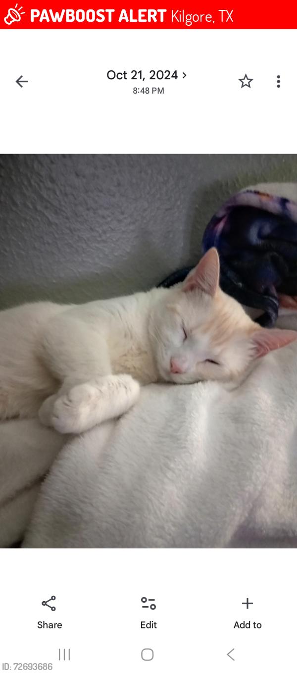 Lost Male Cat last seen Monroe and South Street Kilgore, Kilgore, TX 75662