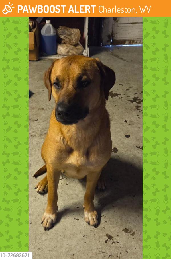 Found/Stray Female Dog last seen Washington Street near former Family Dollar store, Charleston, WV 25387