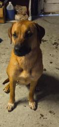 Found/Stray Female Dog last seen Washington Street near former Family Dollar store, Charleston, WV 25387