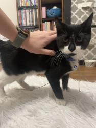 Found/Stray Male Cat last seen 5th Ave SE, Cedar Rapids, IA 52401