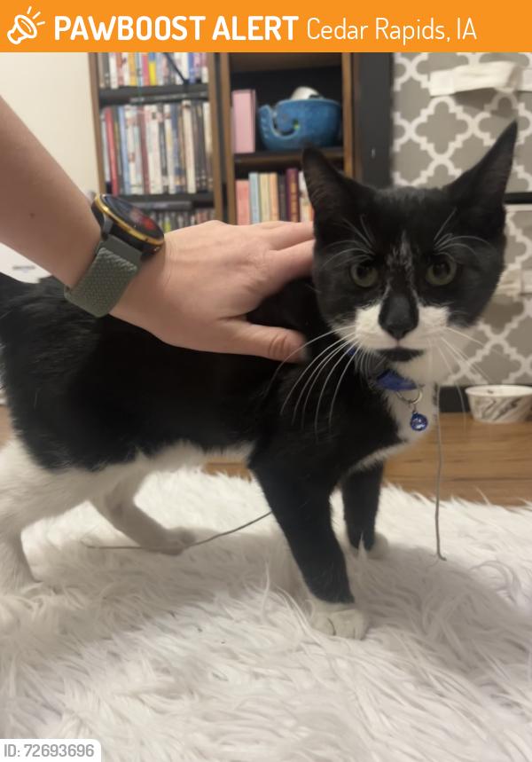 Found/Stray Male Cat last seen 5th Ave SE, Cedar Rapids, IA 52401