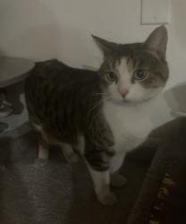 Found/Stray Female Cat last seen Laconia Avenue sunrise villas 9 , Las Vegas, NV 89169