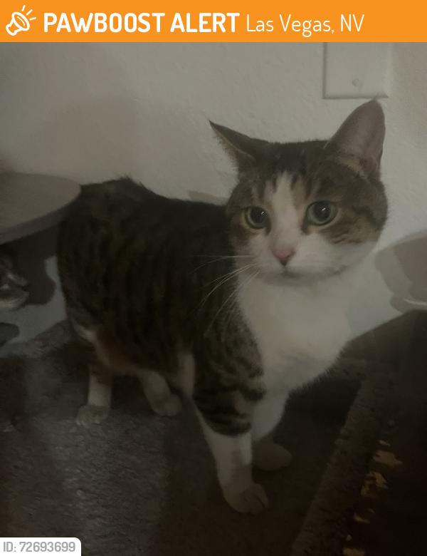 Found/Stray Female Cat last seen Laconia Avenue sunrise villas 9 , Las Vegas, NV 89169