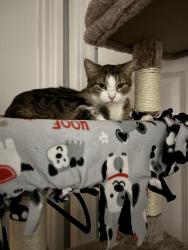 Lost Female Cat last seen school st and church st by addison police station, Addison, IL 60101