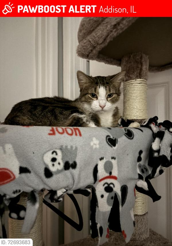 Lost Female Cat last seen school st and church st by addison police station, Addison, IL 60101