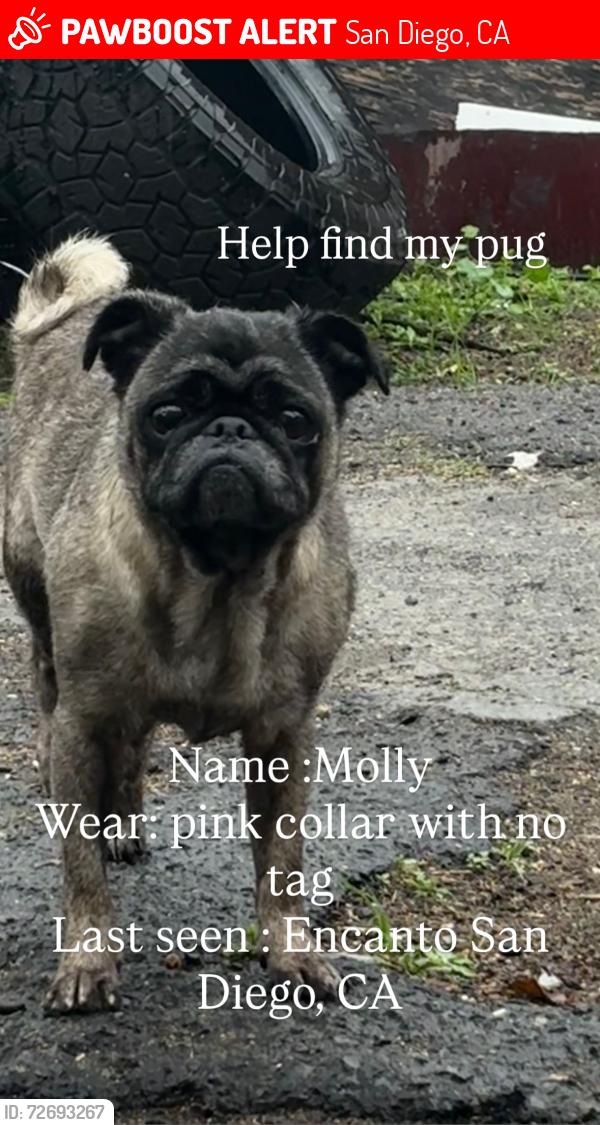 Lost Female Dog last seen Near wunderlin ave San Diego CA, San Diego, CA 92114