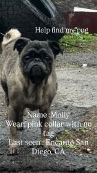 Lost Female Dog last seen Near wunderlin ave San Diego CA, San Diego, CA 92114