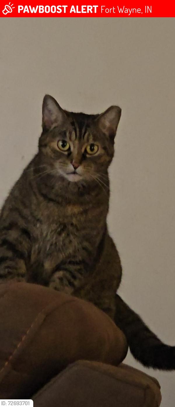 Lost Female Cat last seen Stellhorn, Wood Way dr. Joan drive , Fort Wayne, IN 46835